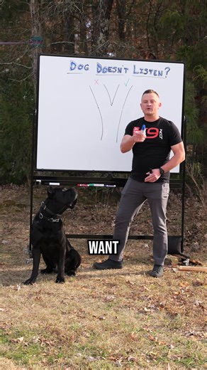 In this video, we break down the psychology behind that moment you give your dog a command and why reliability collapses under pressure, distractions, or real-world stress. 💥Want a shot at winning a FREE individual course from DIYK9? Bring the heat. The most engagement and the best comment wins—and we’ll pin the winner’s comment. Stay tuned for our Black Friday Cyber Monday sale, it’s going to be massive. 🥇If you are the winner, we will ask you to DM us your email address and the course you’d 