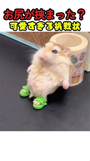 Hamster laughing so hard his stomach hurts lol #hamster #hilarious #healing #animals