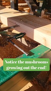 Pecan lumber spalted with mushrooms growing from the end! Woodland mills hm122! #majorpixsaws #woodlandmillshm122 #woodworking #forestry #woodlandmills #wood #chainsaw #stihl #timber #thisbeautifullife | Jon Pix