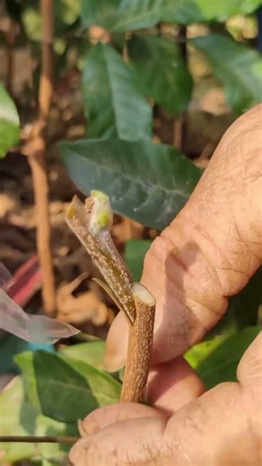 Spring Fruit Tree Graft｜Injerto Frutal Primavera｜春果樹接ぎ木｜봄 과수 접목