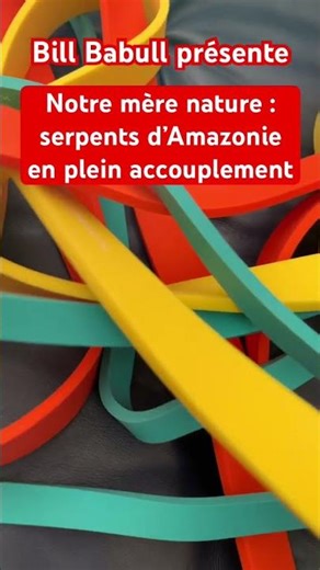Notre mère nature : serpents d’Amazonie en plein accouplement