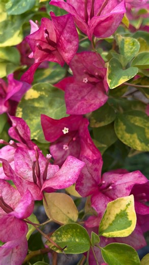 Red september #bonus #fyp #cantik #bougenville | Ny Anang Gofur