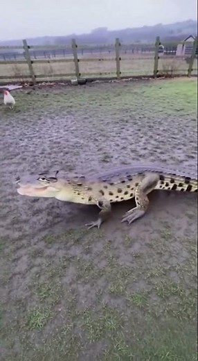 🤯 NOT a Chicken! Giant Alligator Jumps Out of Tiny Coop Door