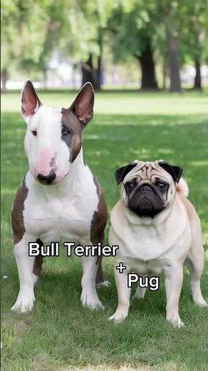 Bull Terrier Mix | what breeds mix next? #bullterrier #dogs #dogshorts