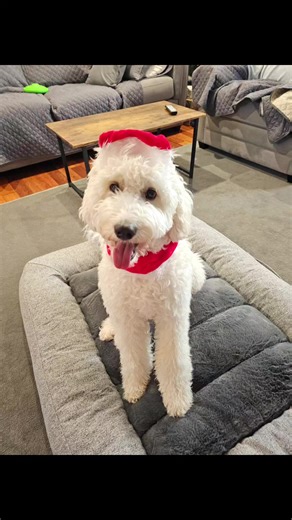 #christmas#dogsofttiktok