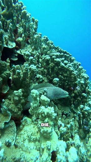 How are coral reefs made?