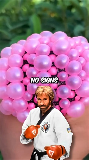 Chuck Norris Facts 🤣🤣🤣 #viralreelsfb | Chuck Jokes