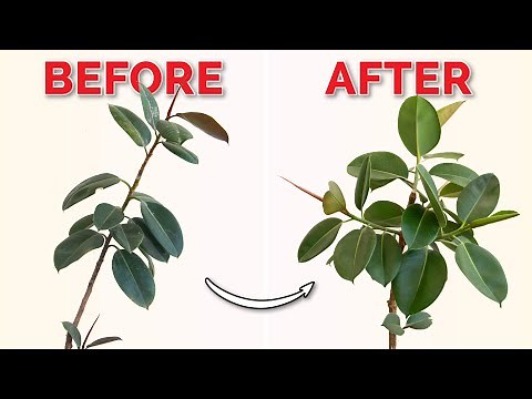 How to Make Your Rubber Plant Bushy with a Simple Pruning Secret