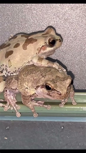 A Japanese tree frog croaks angrily after being stepped on the head! #shorts #frog #croak