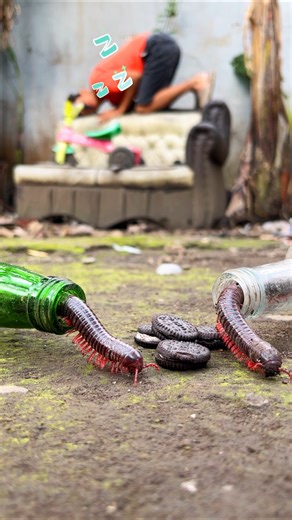 Don't make a sound okay, Pretend to sleep so the millipedes will come out #millipede