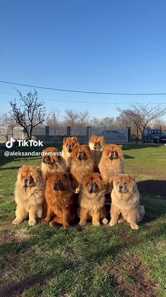 Chow Chow Puppy Moments That Melt Hearts
