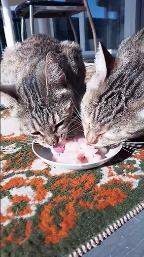 Satisfying cat eating sounds 🐱 #asmr ounds #cats #cute