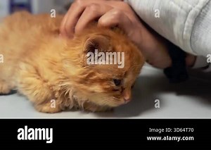 Veterinarian gives a cat an injection. Cat is at the veterinary clinic. Veterinary examination of the cat.