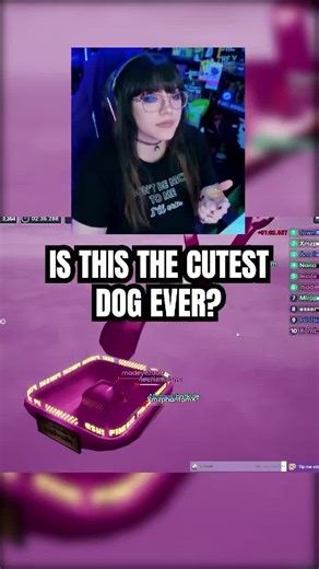 Boo is literally the cutest dog ever and I won't be hearing any arguments against it 😠 he knows when I'm starting to wrap up stream and he does these happy rolls because that means we're about to go for a walk LMAO #streamerpets #pitties #pitbulls #pixelxkitten #twitchstreamers