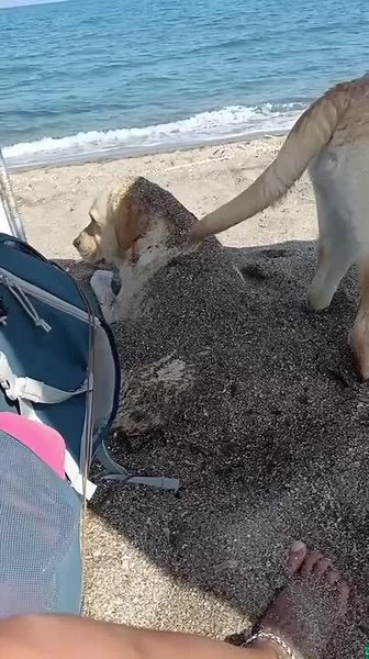 Dog Flings Sand on Another Dog While Digging