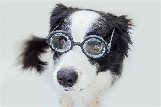 Top 10 Smartest Pets Ranked by Intelligence and Trainability