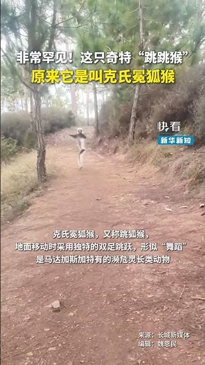 Have you ever seen a dancing lemur?