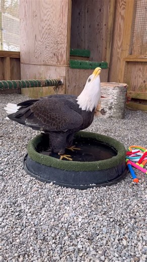 Christine's Critters Inc. on Instagram: "Aurora appears to be displeased with the temperature of the water in the water bowl 💦 Everyone ready for the storm? #christinescritters #aurora #eagle #dayinthelife #lovemyjob"