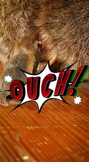 This Animal Looks Fake, But It’s Real