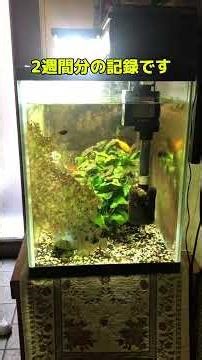 水槽掃除 #苔掃除#石巻貝#イシマキ貝#水槽#金魚
