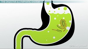 Large Defensive Systems of the Body: Vocabulary
