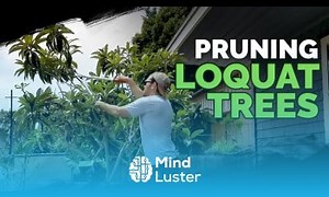 Mind Luster - Learn How to Prune a Loquat Tree Fall 2018 Garden Plans