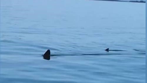 Massive shark spotted off N.B. coast in Bay of Fundy