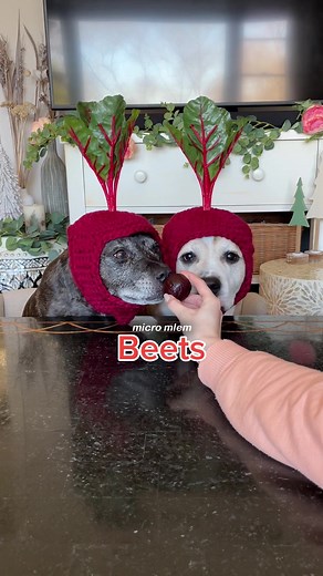 Can Dogs Eat Beets? Let's Find Out!