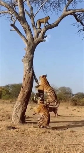 😱 Why Would a Monkey Taunt Tigers Like This?
