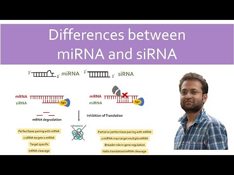 Difference between miRNA and siRNA. miRNA vs siRNA