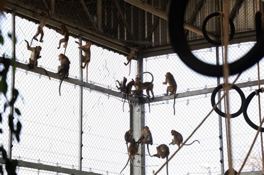 Lop Buri monkey catching operation resumes