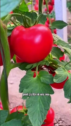 "How to Grow High Yield Tomatoes | Best Tomato Seeds & Farming Tips" #seedsaving #treetomato #sowing