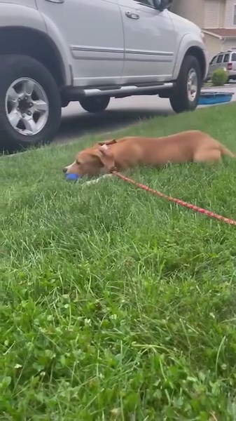 29 reactions · 18 shares | My name is Nate and i’m a 4 month old, Lab...