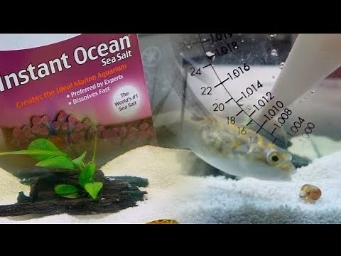 Setting up a Brackish Water tank to Save My Figure 8 Puffer