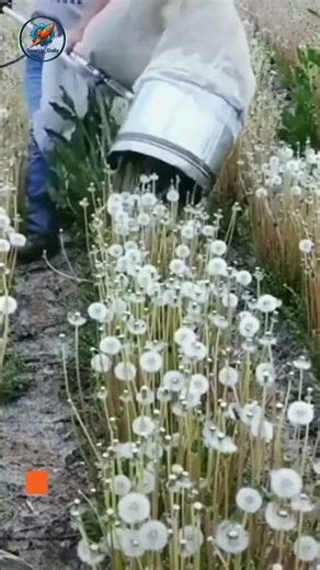 Clever Tool for Collecting Dandelion Seeds
