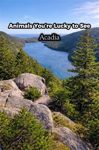 Animals You’d be Lucky to See in Acadia National Park