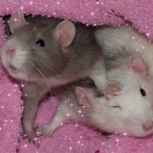 itas_oficial - Twitch