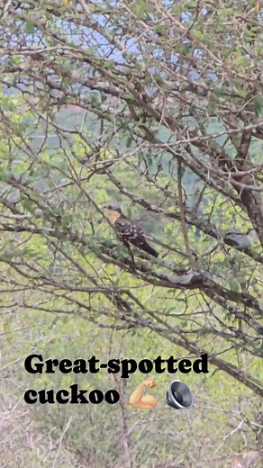 Listen to the Great-spotted cuckoo we were lucky enough to see today! It's not easy to capture this busy bird 🙈 #facebookreelsviral #birdsofinstagram #birdsofkruger #birdlife #calling #wildlife | Hayley Myburgh Safari Guide