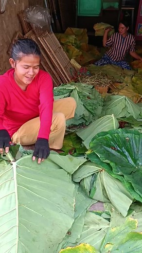 #fypシ゚viral #dauntalasbeneng #saungtalasbenengkangarifchannel #taroleaves