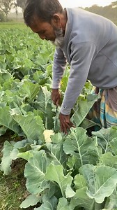 Harvesting Process of Cauliflower | FoodStuff