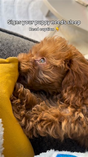 Baby Toshi on Instagram: "Signs Your Puppy Needs Sleep 1. Sudden Zoomies or Overexcitement – Puppies often get hyper when overtired, not just when playful. – If your puppy starts running in circles or biting more than usual, it might be fatigue. 2. Biting or Mouthing More Than Usual – Overstimulation and tiredness can make puppies more mouthy or snappy. 3. Ignoring Commands or Acting “Naughty” – If your puppy suddenly stops listening or seems “defiant,” it’s often just exhaustion. 4. Slowed Move