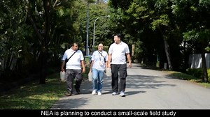NEA is studying the use of male Wolbachia-carrying Aedes aegypti mosquitoes to reduce the urban Aedes aegypti mosquito population. Watch this video to find out more about how the Wolbachia technology works! | National Environment Agency (NEA)
