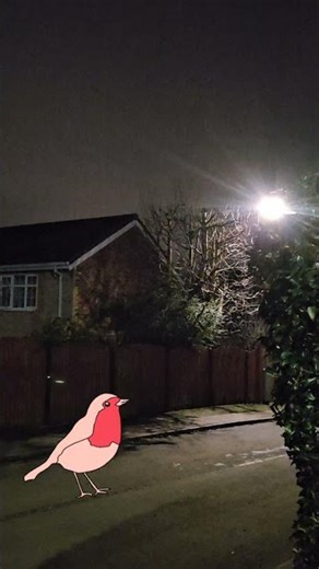 Robin singing in the night