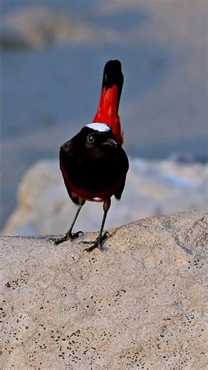 Chasing the White-Capped Redstart in Manas National Park