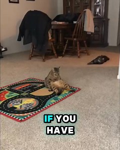 Bored Cat? This interactive water mat keeps them curious, entertained, and comfortable all day long! | Aqua-Cats-USA