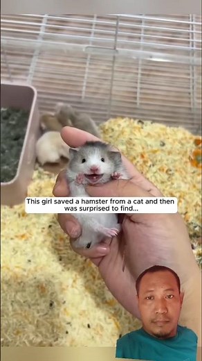 A Mother HamsterFinally Raises Her Babies in a Safe and Cozy Home #animals #wildliferescue #trending