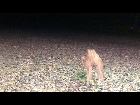 Just Cute Toads Hopping