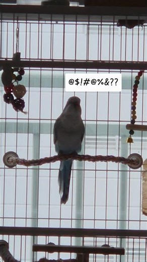 [퀘이커 앵무] 제 이름 부르지 마세요?! | angry bird Ⅱ| 앵춘기 #parrot #quakerparrot #angrybird #앵무새 #까꿍이