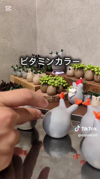 紅葉グラころん🍁 今回が最後です✨️ 期間限定オンラインショップOPEN 11月28日21時〜 #グラキリス #塊根植物