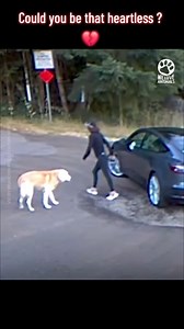42K views · 268 reactions | Fulll viideo here https://videohot.thocahouse.vn/12059/01/ M0112014 Woman tricks out his senior dog to abandon him #dog #dogsoftiktok part1 See part 2 in the comments below. | Live Love Animals | Facebook